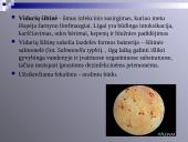 Virusų, bakterijų, protistų ir grybų praktinė reikšmė 13 puslapis