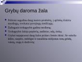 Virusų, bakterijų, protistų ir grybų praktinė reikšmė 17 puslapis