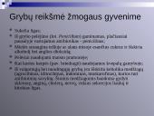 Virusų, bakterijų, protistų ir grybų praktinė reikšmė 19 puslapis