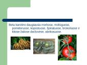 Vitaminai A, B, C 5 puslapis