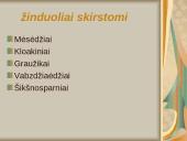 Žinduoliai ir jų skirstymas 2 puslapis