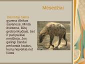 Žinduoliai ir jų skirstymas 3 puslapis