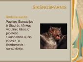 Žinduoliai ir jų skirstymas 6 puslapis