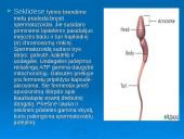 Žmogaus dauginimasis 4 puslapis