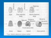 Žmogaus dauginimasis 9 puslapis