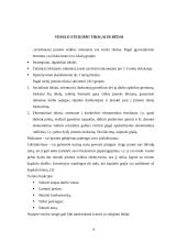 Bendrovės steigėjų teisės ir pareigos 3 puslapis