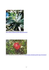Kapo karalystės floros įvairovė ir paplitimas 14 puslapis