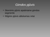 Cezario pjūvis 16 puslapis