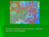 Chlamidijos 20 puslapis