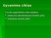 Chlamidijos 5 puslapis