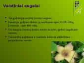 Ekologinių vaistažolių auginimas 2 puslapis