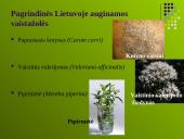 Ekologinių vaistažolių auginimas 7 puslapis