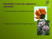 Ekologinių vaistažolių auginimas 8 puslapis