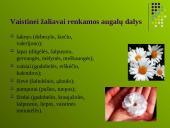 Ekologinių vaistažolių auginimas 9 puslapis