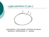 Geodezijos pagrindai 13 puslapis