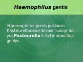 Haemophilus gentis 3 puslapis