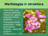 Haemophilus gentis 4 puslapis