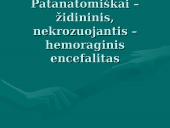 Herpes simplex virusas 7 puslapis