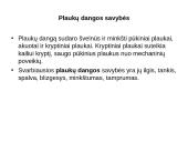 Kailiai ir avikailiai 12 puslapis