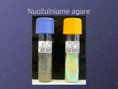 Mycobacterium gentis 12 puslapis