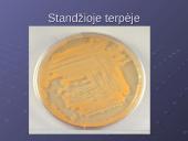 Mycobacterium gentis 13 puslapis