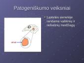 Mycobacterium gentis 14 puslapis