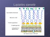 Mycobacterium gentis 15 puslapis