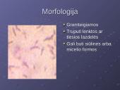 Mycobacterium gentis 4 puslapis