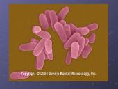 Mycobacterium gentis 6 puslapis