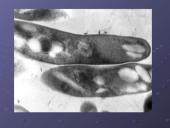 Mycobacterium gentis 7 puslapis