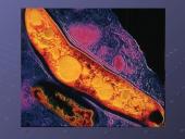 Mycobacterium gentis 8 puslapis