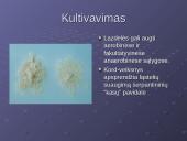Mycobacterium gentis 9 puslapis
