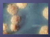Mycobacterium gentis 10 puslapis