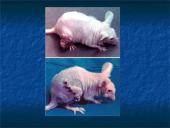 Navikas ir organizmo imunitetas, antigeninės navikų savybės, nesavitasis organizmo atsparumas navikams  13 puslapis