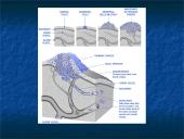 Navikas ir organizmo imunitetas, antigeninės navikų savybės, nesavitasis organizmo atsparumas navikams  3 puslapis