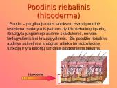 Dermatologija ir odos ligos 8 puslapis