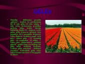 Olandijos geografinė padėtis 6 puslapis