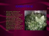 Olandijos geografinė padėtis 8 puslapis