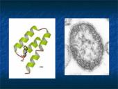 Tymų virusai 3 puslapis