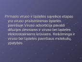 Virusų klasifikacija 13 puslapis