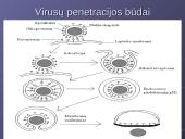 Virusų klasifikacija 16 puslapis