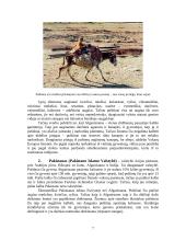 Afganistanas (Afganistano Islamo Valstybė) ir Pakistanas (Pakistano Islamo Valstybė) 5 puslapis