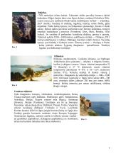 Graikijos ypatybės 6 puslapis