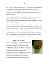 Lotynų Amerika 15 puslapis