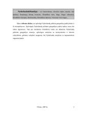 Nyderlandų politinė geografinė padėtis 2 puslapis