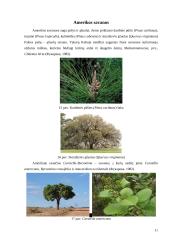 Savanų flora 10 puslapis