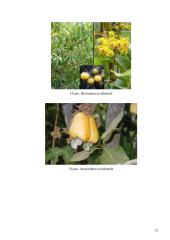 Savanų flora 11 puslapis