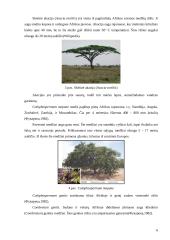 Savanų flora 5 puslapis