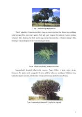 Savanų flora 6 puslapis