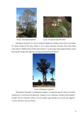 Savanų flora 8 puslapis